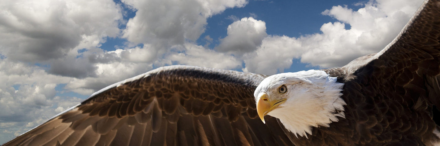 Eagle Knives